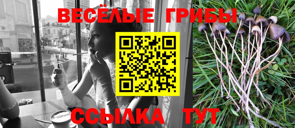 Галлюциногенные грибы Psilocybe Борисоглебск